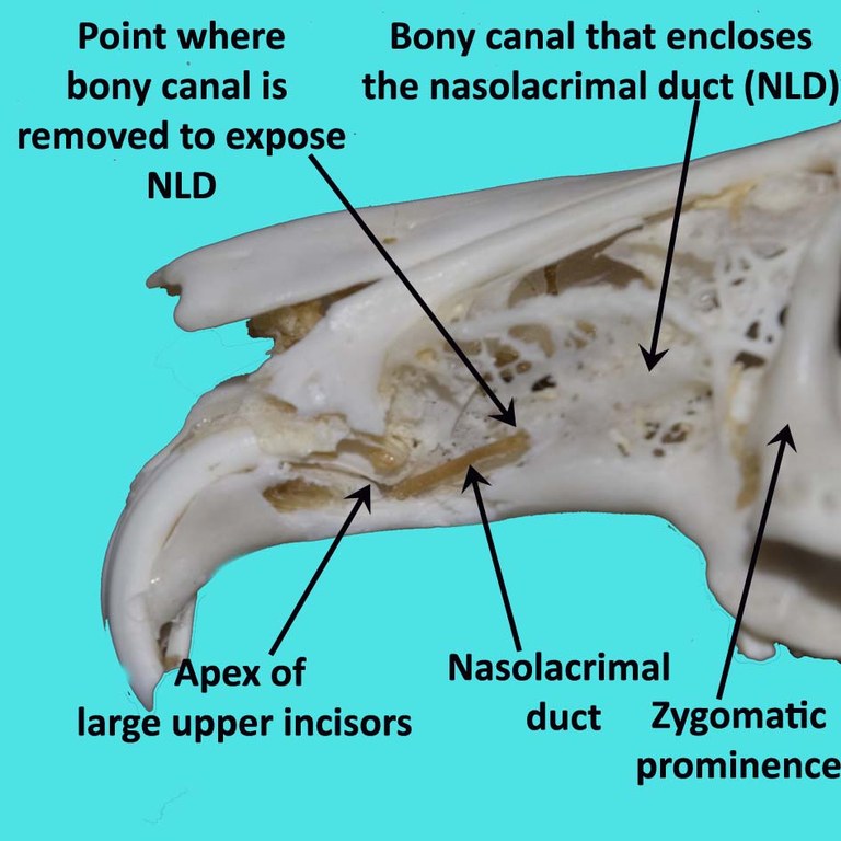 Relationship of nasolacrimal duct with apex of large upper incisor (labelled)