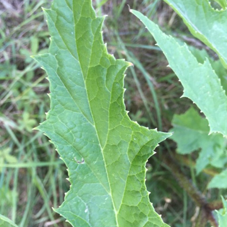 Giant Hogweed leaf edges