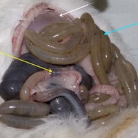 If the small intestine becomes occluded by a foreign body (often a pellet of compressed fur, yellow arrow), the stomach (white arrow) and small intestine that is proximal to the obstruction (turquoise arrow) become dilated and tympanitic  and the intestine that is distal to the obstruction is collapsed and empty.