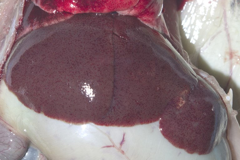 Enlarged, congested, mottled liver