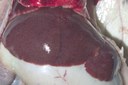 Enlarged, congested, mottled liver