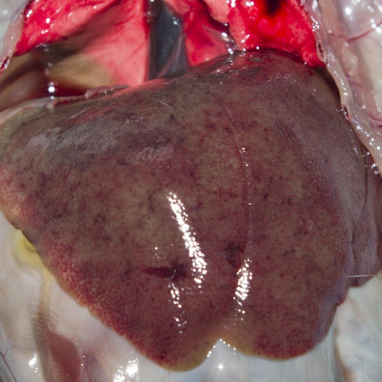 Enlarged pale, mottled liver