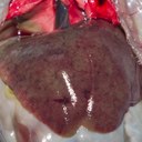 Enlarged pale, mottled liver