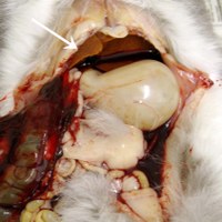 Abdominal haemorrhage was found in this rabbit that died on the way home after examination and treatment for anorexia. During the consultation. the rabbit struggled as the owner was returning it to its carrier.  Unfortunately the rabbit escaped and fell from the consulting table. Post-mortem examination showed that abdominal haemorrhage from a ruptured liver was the cause of death. The liver was pale (arrow). Histopathology confirmed the presence of heaptic lipidosis.  