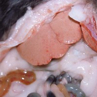 This image shows the liver of a rabbit that died with hepatic lipidosis. She died a few hours after admission, despite intravenous fluids and other supportive treatment.  She was ataxic and hypothermic with a low blood glucose (4.2 mmol/l) on admission.  Her urine was acidic on a dipstick due to ketoacidosis. The rabbit had undergone radical dentistry at another practice 4 days earlier and had not eaten since she was discharged on the day of dentistry. 