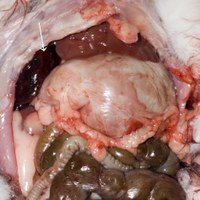 This image shows the liver of a rabbit that died from a torsion of the caudate process of the caudal lobe of the liver (arrow). This is the most common part of the liver to be involved in liver lobe torsion in rabbits. The image shows its position behind the ribs on the right side of the abdomen