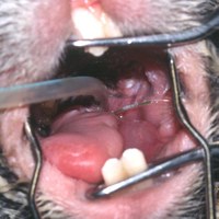 This image shows the oral cavity of a rabbit that was presented salivating and dyspnoeic. There was a loud respiratory noise. He had a history of dental disease and most of the crowns in his teeth were missing.  The symptoms suggested a laryngeal foreign body so the rabbit was anaesthetised and a piece of hay that was lodged in his larynx was removed. There was significant sublingual oedema that subsided. The rabbit recovered from this incident but only because the owner presented the rabbit promptly.