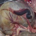 Spleen in a rabbit with RHD2