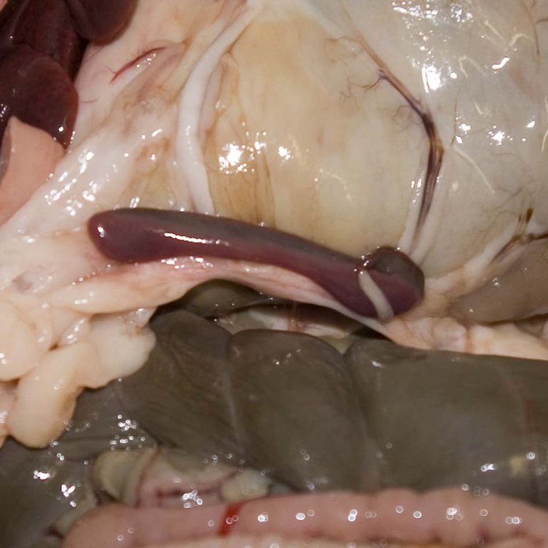 Spleen of a rabbit with RHD