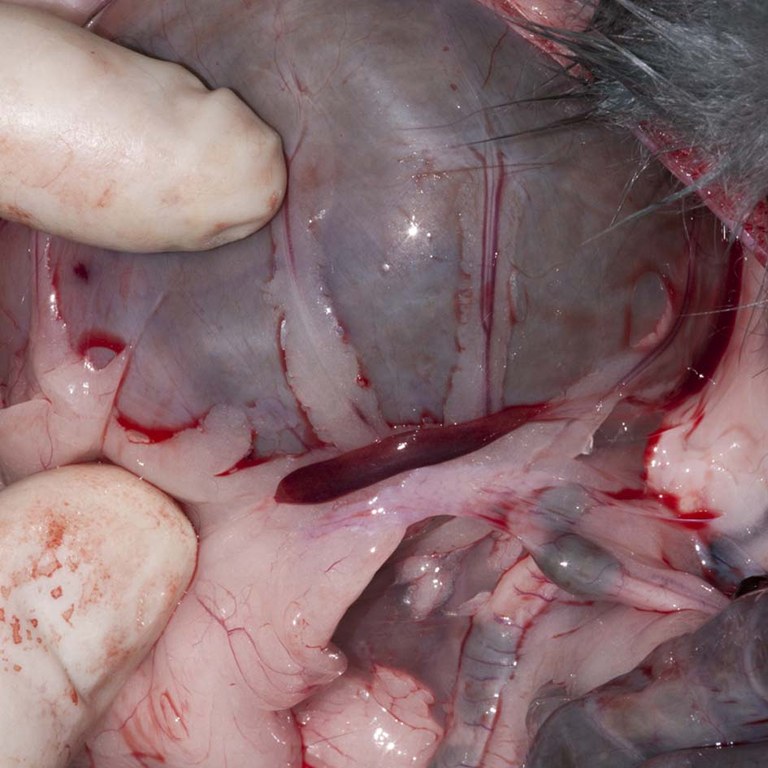 Spleen of a rabbit not affected by RHD