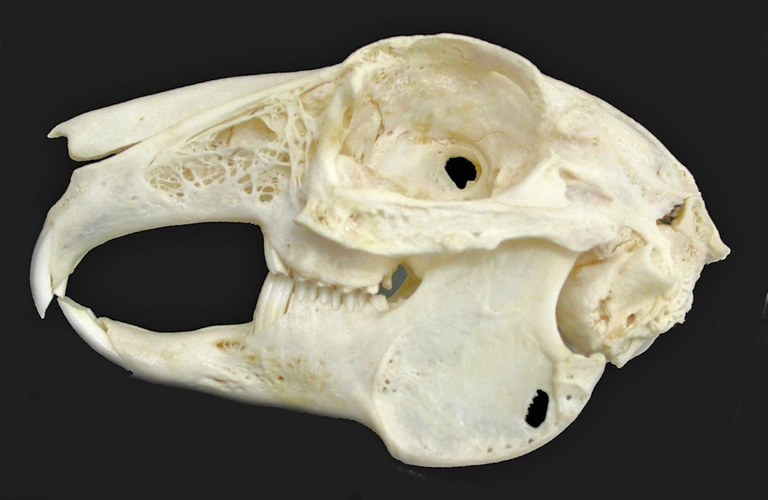 Skull of an elderly pet rabbit with healthy dentition