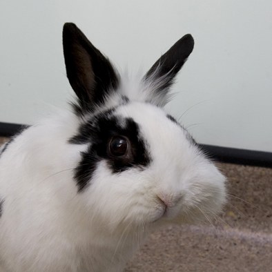 Rabbit with an abscess