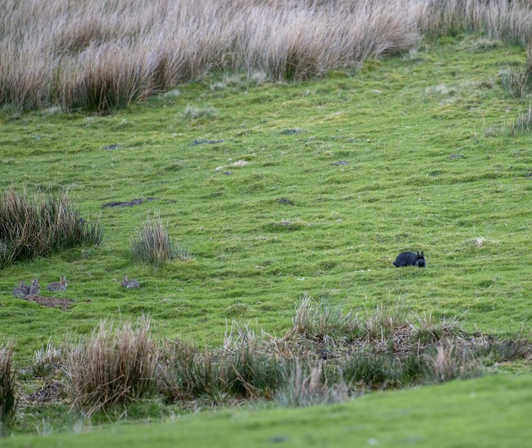 Black and agouti wild rabbits