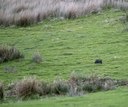 Black and agouti wild rabbits