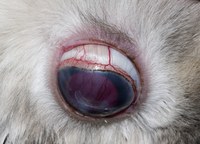 Episcleral congestion (engorgement of the blood vessels that run across the white part of the eye) is a feature of glaucoma. In rabbits, the blood engorged blood vessels to form a circle around the cornea. This syndrome is sometimes referred to as 'cilary flush'.  The blood vessels become more prominent in eyes with a high intraocular pressure. This eye had an intraocular pressure of 28mm Hg measured by tonometry. Normal intraocular pressure is 15-23mm Hg