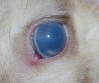 This condition was common among a line of purebred rabbits at a breeding establishment.  The owners described it as 'blue eye'.  It is also known as 'moon eye'.  The condition is caused by  congenital glaucoma.  It is a hereditary problem that is passed down the generations. It can affect one or both eyes and eventually leads to blindness. Trauma to the surface of the eye can happen easily because the eyeball protrudes and is blind to objects that can damage it. 