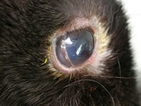 Rabbit's eye prior to enucleation with a limbic lesion that was suspected to be a melanoma