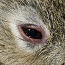 Myxomatosis swollen eyelids