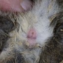 Myxomatosis- initial swellings on genitalia