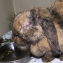 Severe myxomatosis