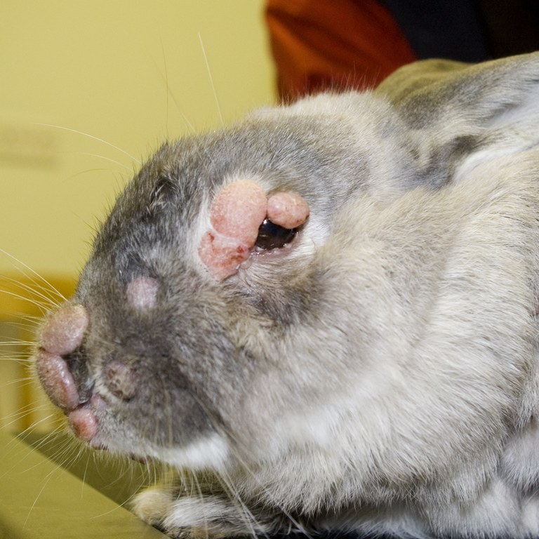 Myxomatosis nodular eye lesions