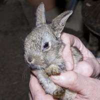 Young wild rabbits are infected with myxomatosis from fleas from the mother that live in the nest. This rabbit had just emerged so it was about 4 weeks old. It was caught by a dog. Although there were no injuries from the dog,  the swollen eyelids indicate that it was in the initial stages of myxomatosis.