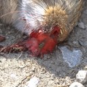 House fly feeding on blood