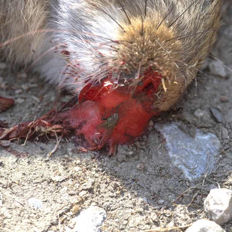 House fly feeding on blood