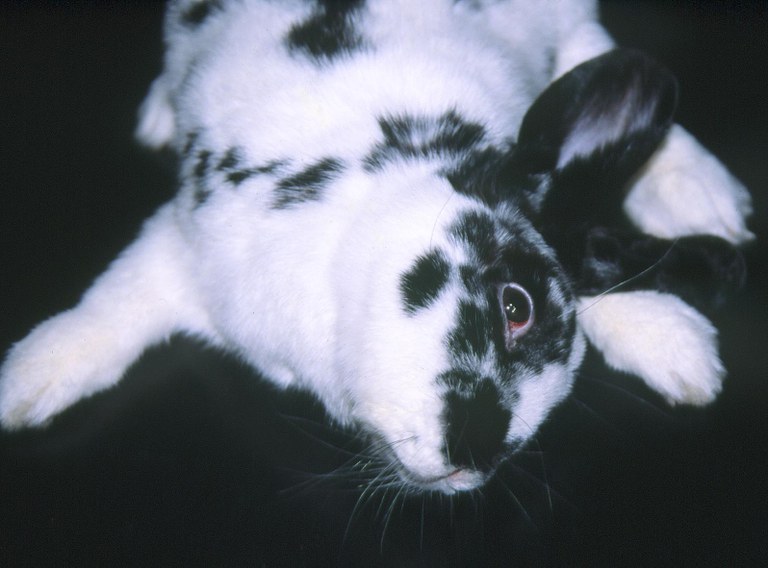 Tetraplegic rabbit