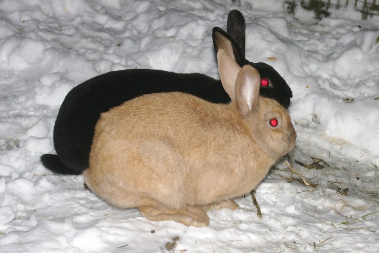 bunjie-and-sarah-in-snow.jpg