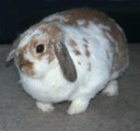 Obese rabbit