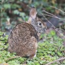 Sylvilagus brasilensis