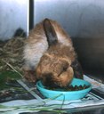 Rabbit with dental disease