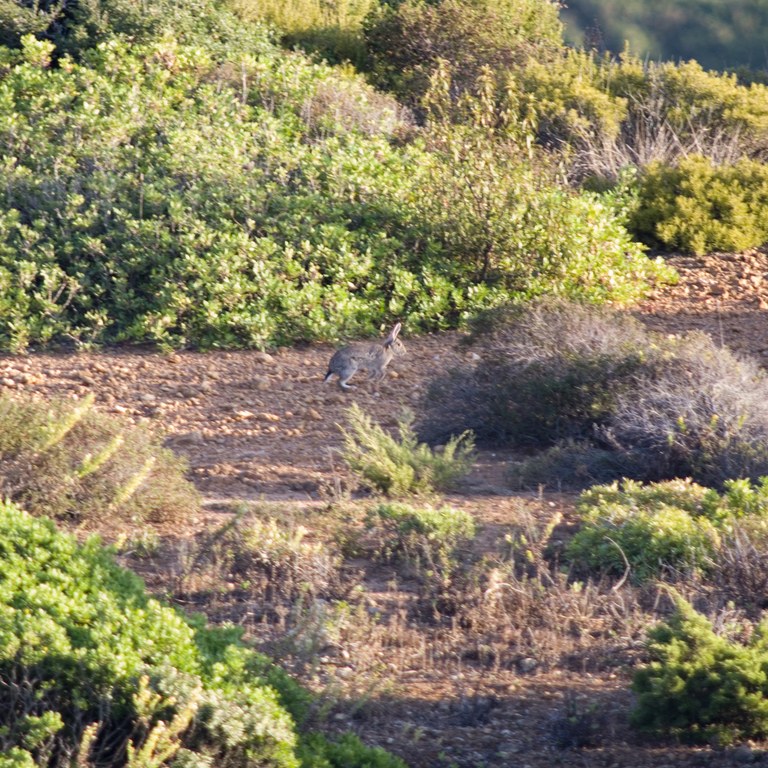 A true wild rabbit