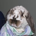 Rabbit wrapped in a towel