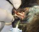 Intubated rabbit undergoing incisor removal