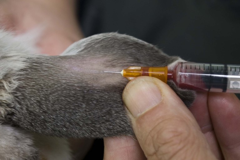 Taking arterial blood sample