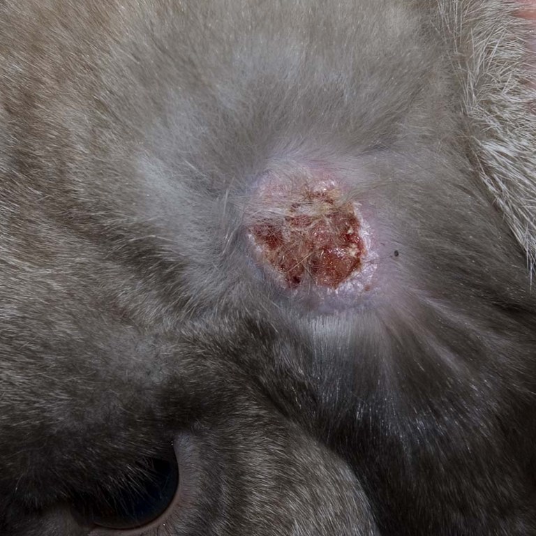 Myxomatosis skin lesion