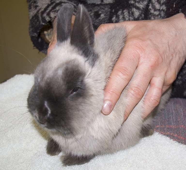 Owner holding rabbit with ringworm